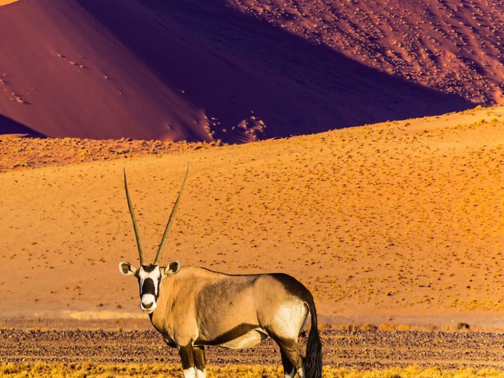 Los secretos del Desierto de Namib
