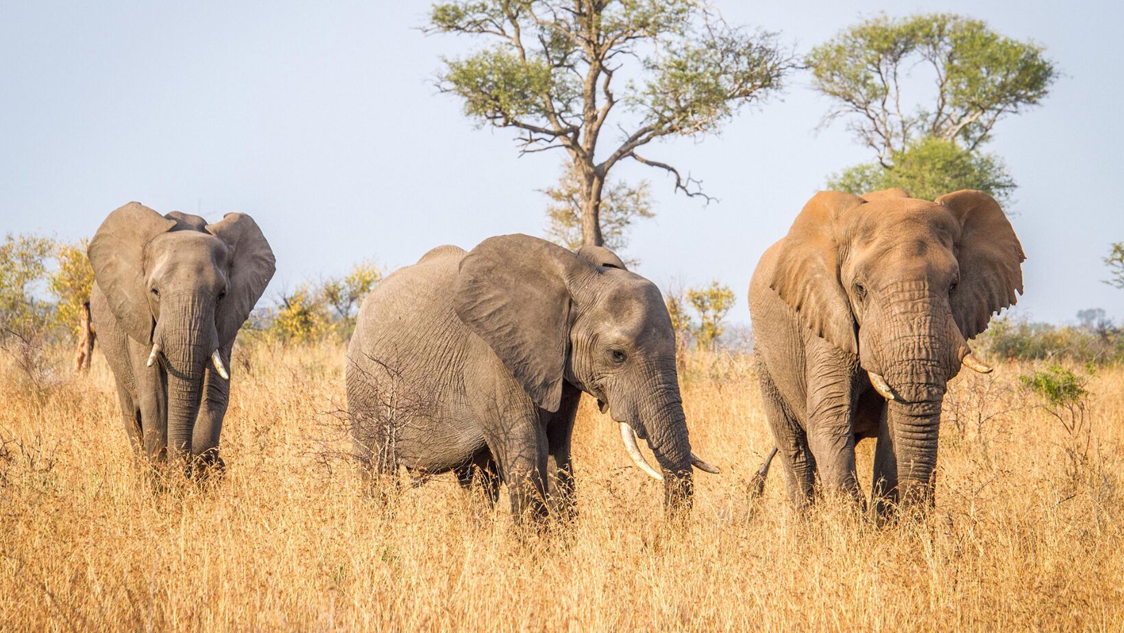 Safari económico de los Cinco Grandes en Kruger desde Johannesburgo - 5 días