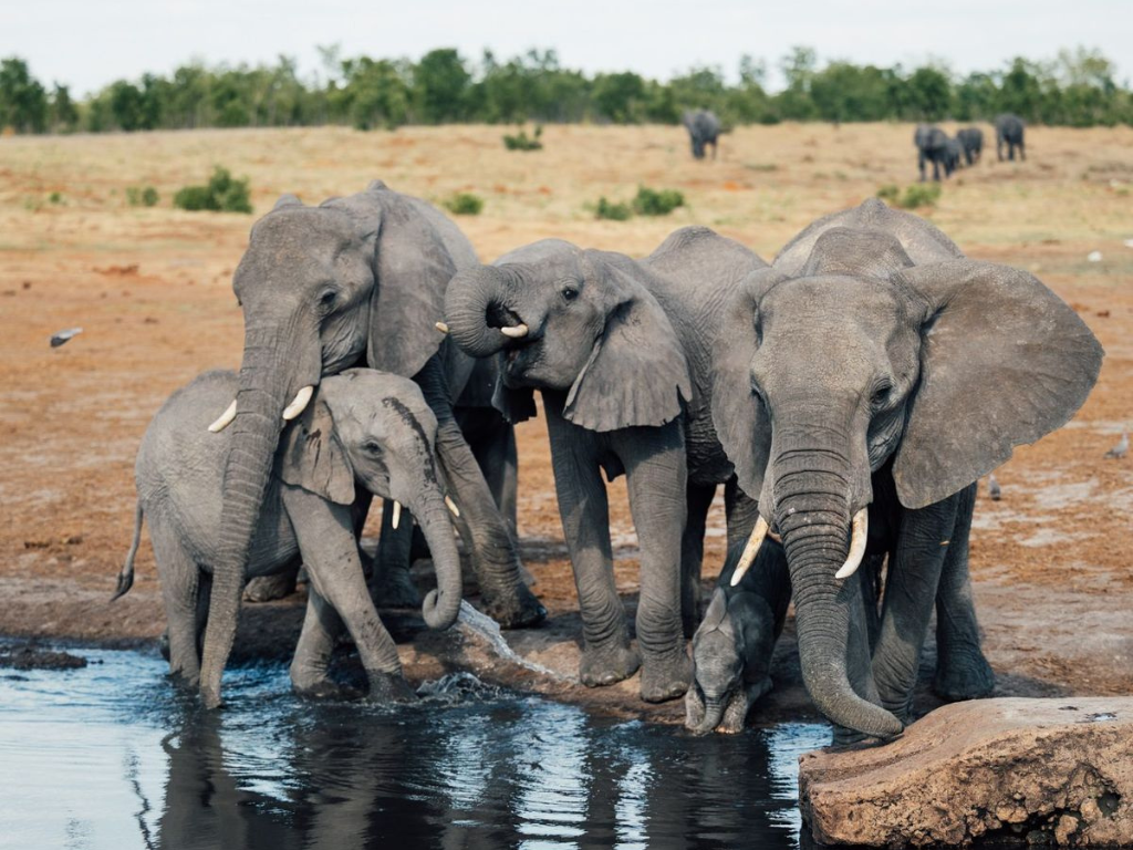 Guía completa del Parque Nacional Hwange: safari, animales y consejos para tu viaje
