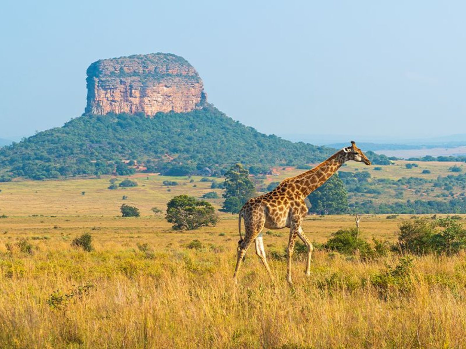 Sabi Sands vs Kruger: ¿qué safari es mejor para tu viaje a Sudáfrica?