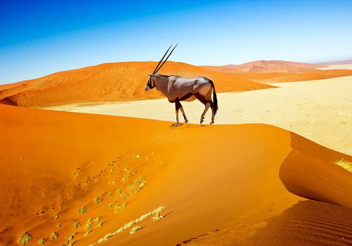 ¿Cuántos días necesitas para un safari?