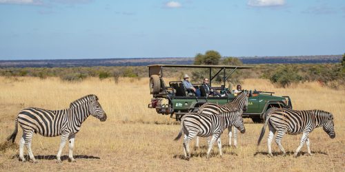 Experiencia de Vida Silvestre en Sudáfrica de 4 Días
