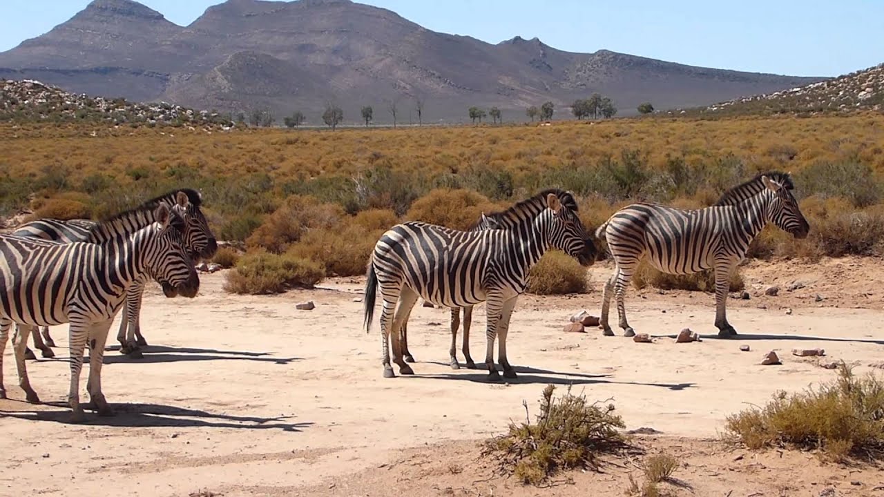 Viaje definitivo de safari y paisajes de 6 días por Ciudad del Cabo: imagen 5 de la experiencia