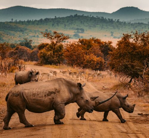 Los destinos de safari que debes visitar