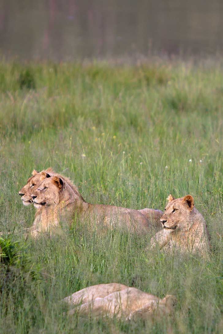 Aventura de 3 días por el Pilanesberg en busca de los 'Cinco Grandes' desde Johannesburgo: imagen 4 de la experiencia