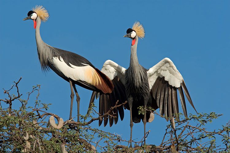Aves en Parque Nacional Hwange