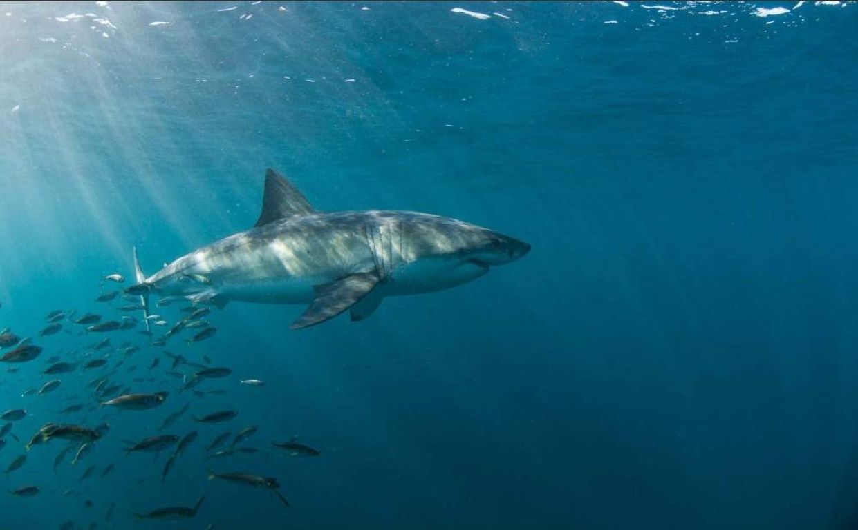 Experiencia Definitiva de Buceo en Jaula con Tiburones - Medio Día