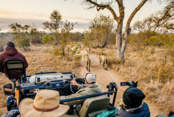 Kruger safari