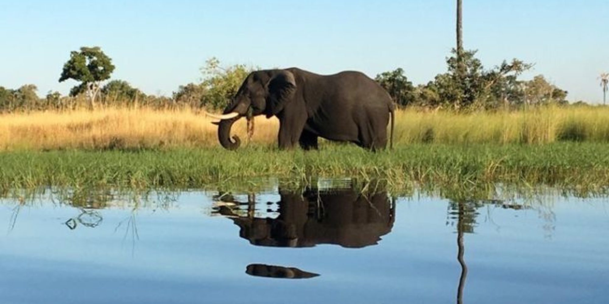 Safari de 5 días: combinación Chobe y Okavango