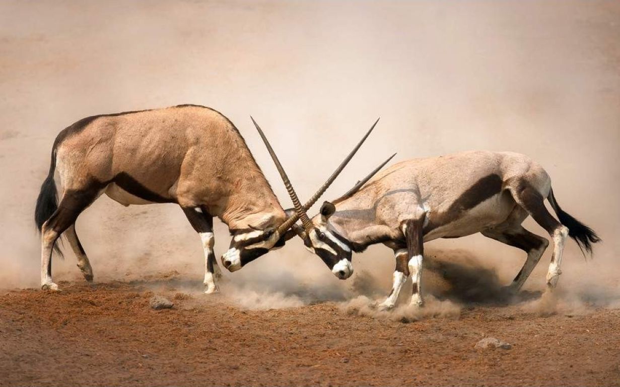 Etosha: guía para safari
