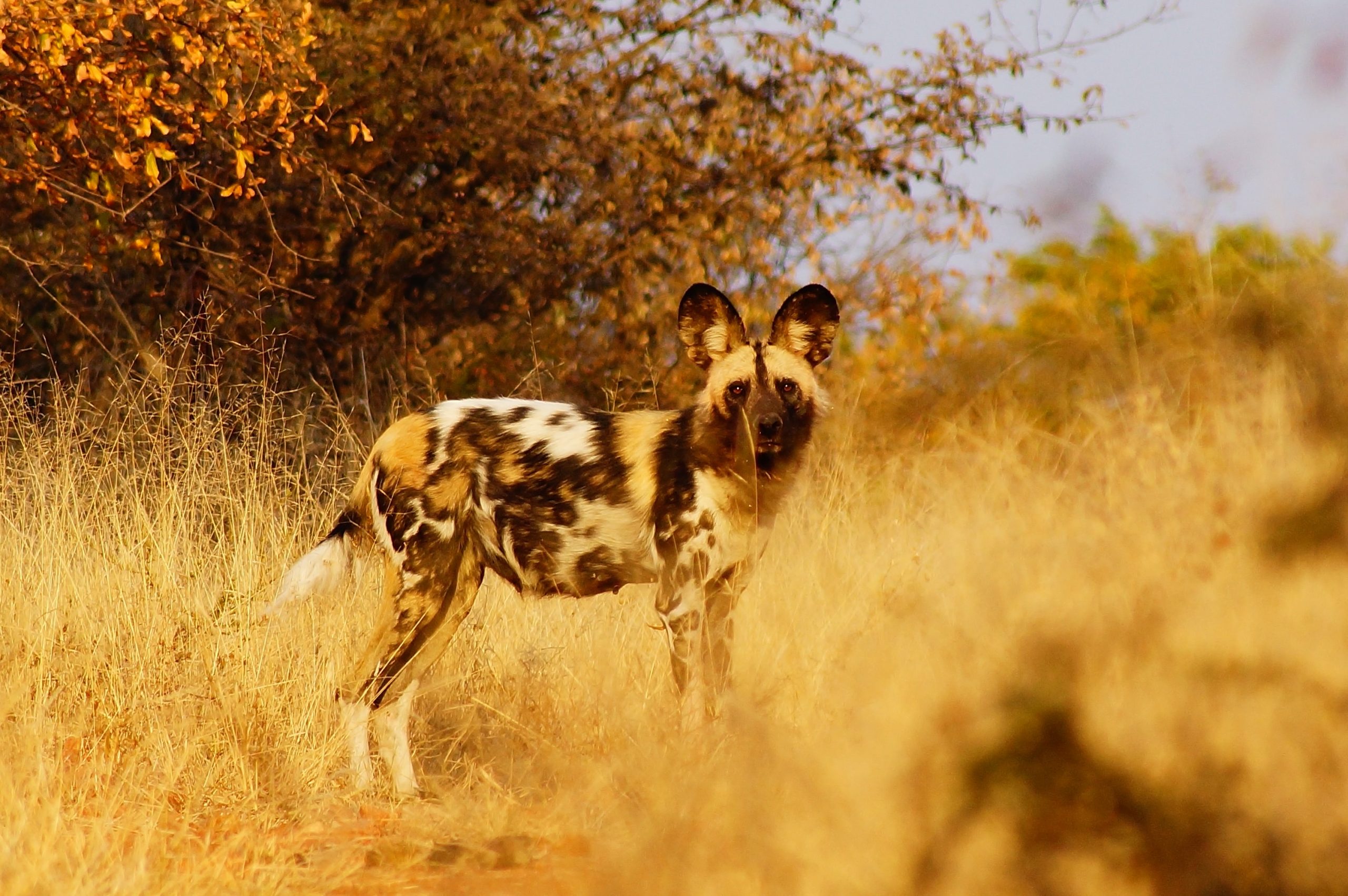Safari en el sur del Kruger, cerca de Sabi Sands - 2 días