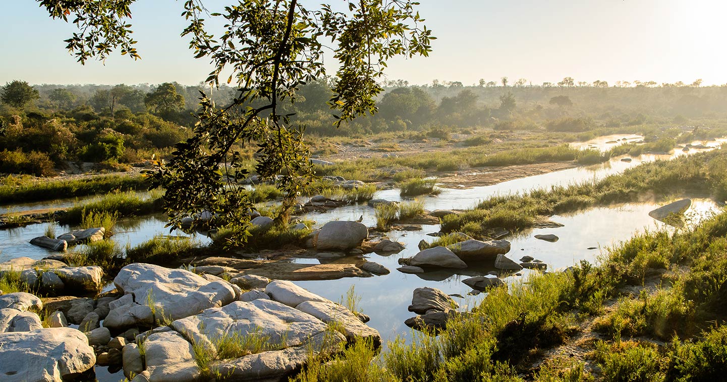 Safaris en la reserva Sabi Sands: la experiencia de safari definitiva