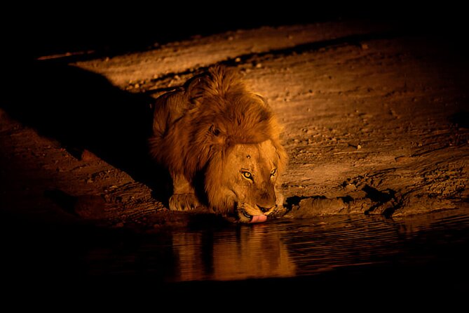 Aventura de 1 Día en Pilanesberg - Noche de Safari