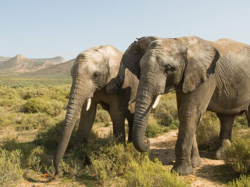 Viaje definitivo de safari y paisajes de 6 días por Ciudad del Cabo