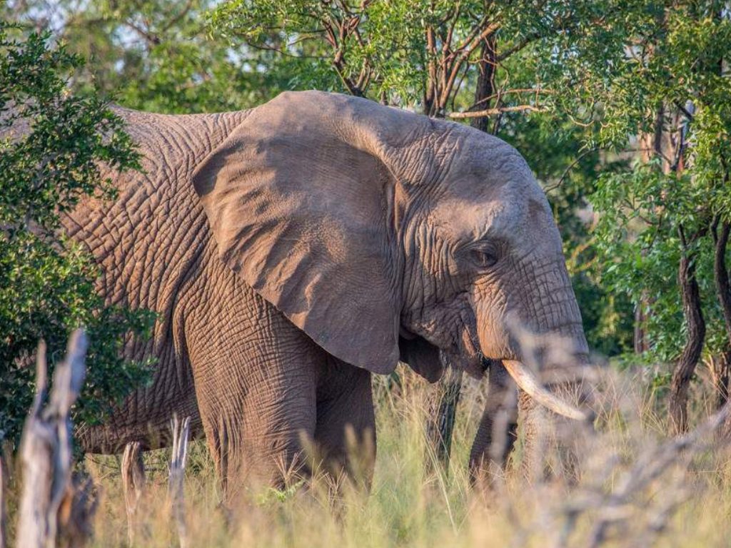Safari en Eswatini