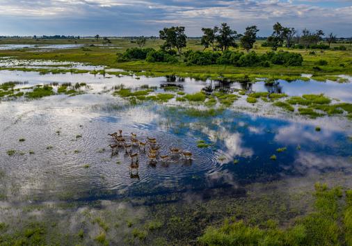 Coste de un safari en Botswana