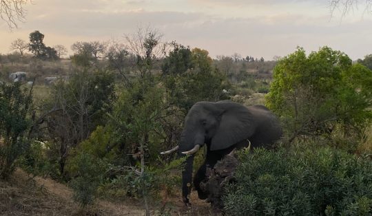 Safari en menos de 7 días: las mejores experiencias para tu viaje