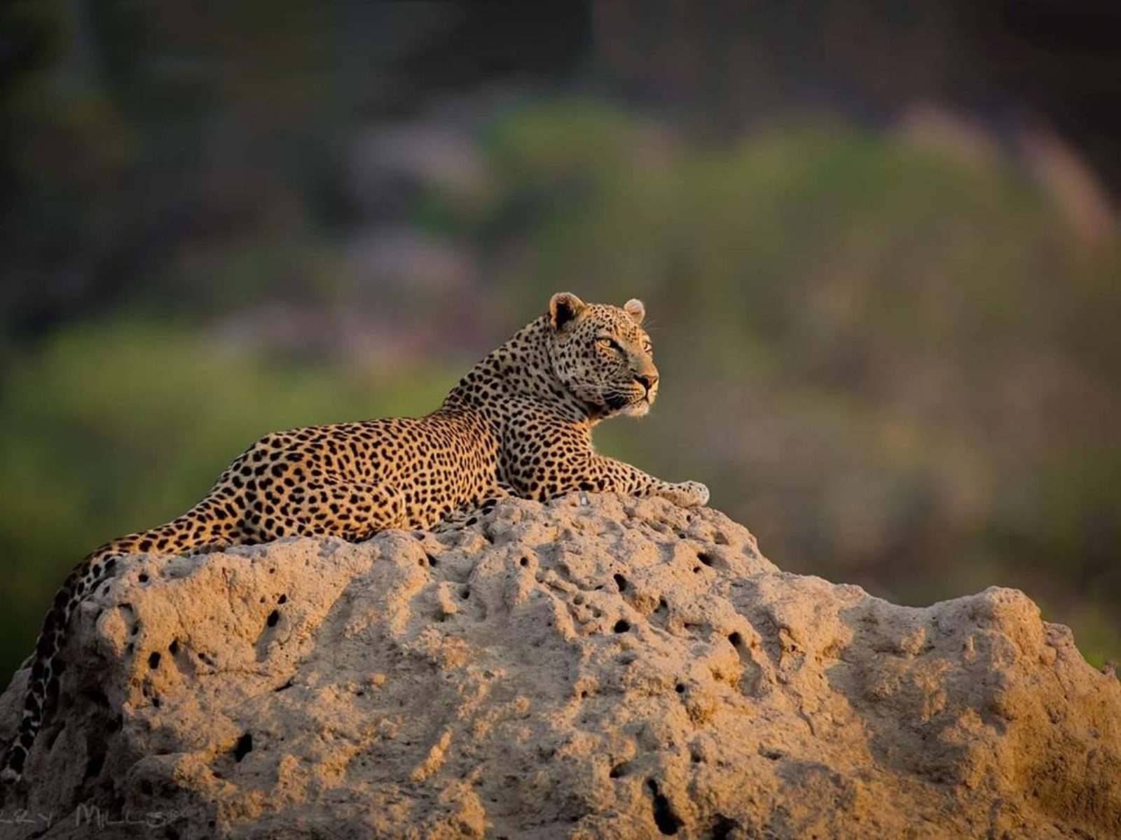 Los mejores lugares para ver leopardos en África: guía completa para un safari inolvidable