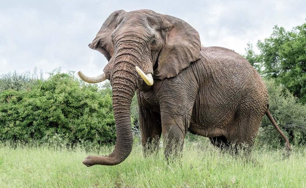 Mejor país para ver los Big Five: guía completa para elegir tu safari ideal