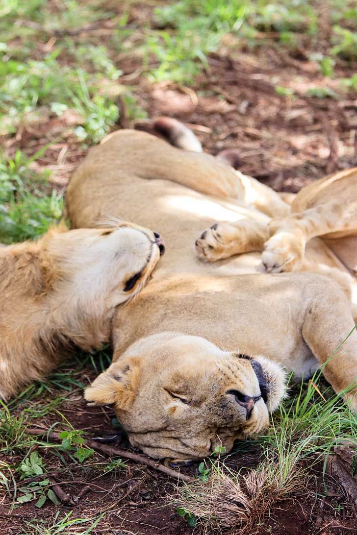 Aventura de 3 días por el Pilanesberg en busca de los 'Cinco Grandes' desde Johannesburgo: imagen 3 de la experiencia