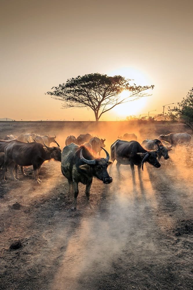 Tour de 10 días por el desierto, la vida silvestre y la cultura de Namibia: imagen 2 de la experiencia