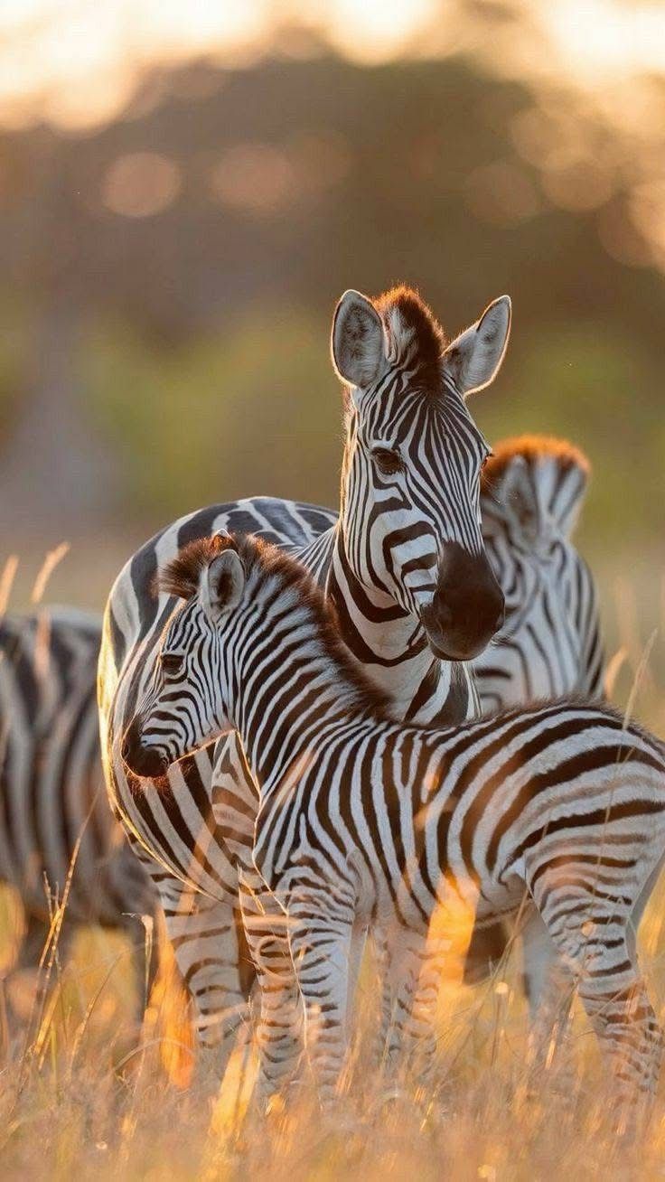 3 dias de campamento y safari de los Cinco Grandes en Pilanesberg