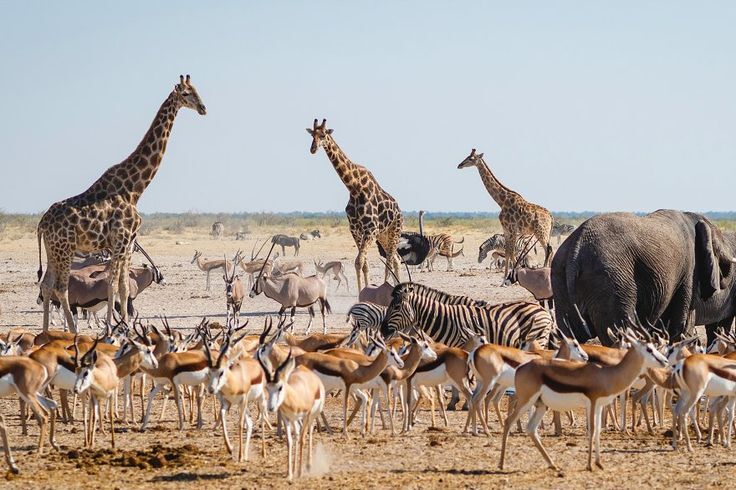 Parque Nacional Etosha: la joya de Namibia
