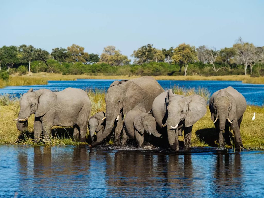 Los mejores destinos y experiencias para tu lista de safari en África