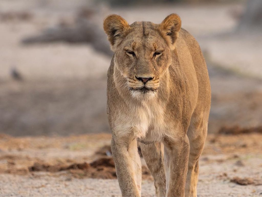 Encuentros cercanos con leones en Savuti