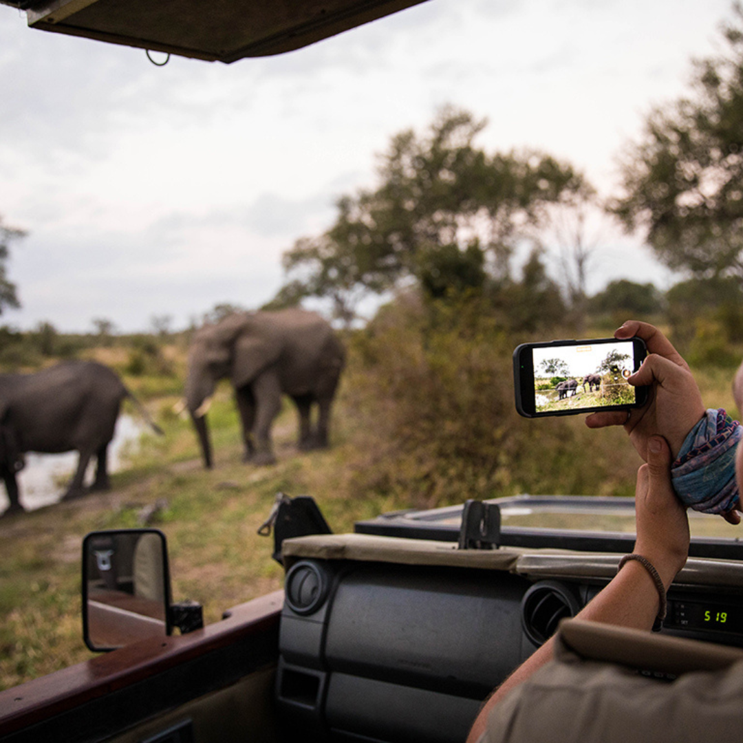Los diez animales más comunes en un safari africano