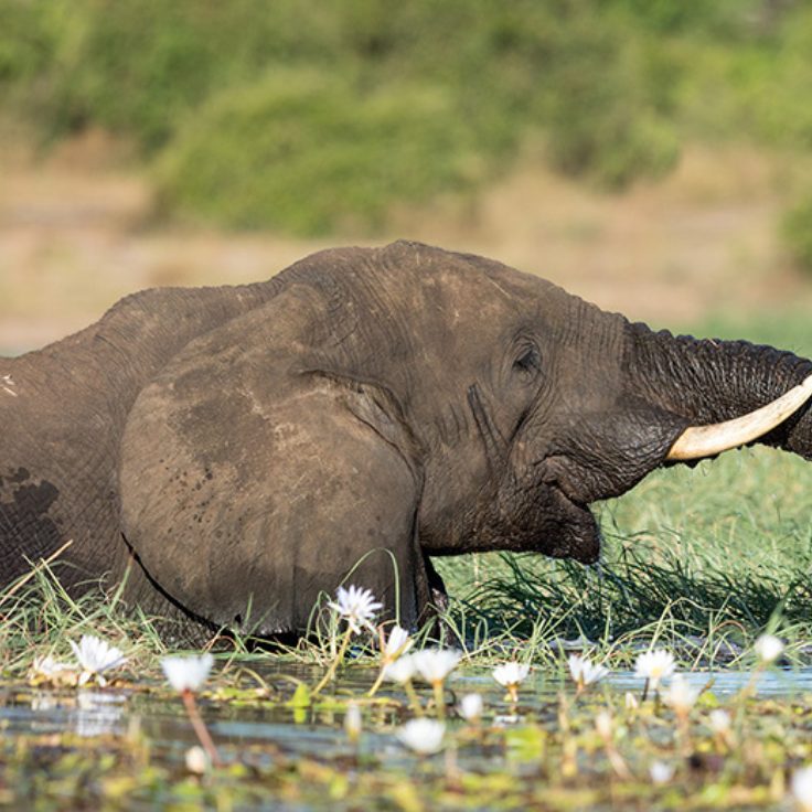 Botsuana vs. Sudáfrica: ¿Dónde hacer tu primer safari?