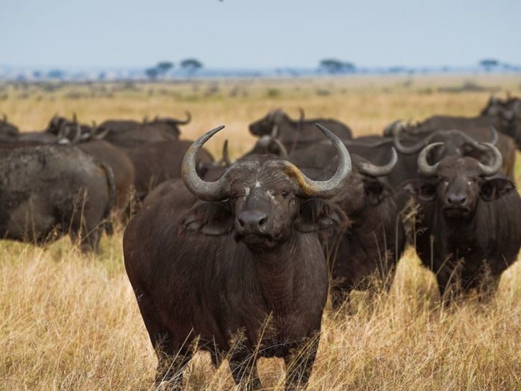 Big Five