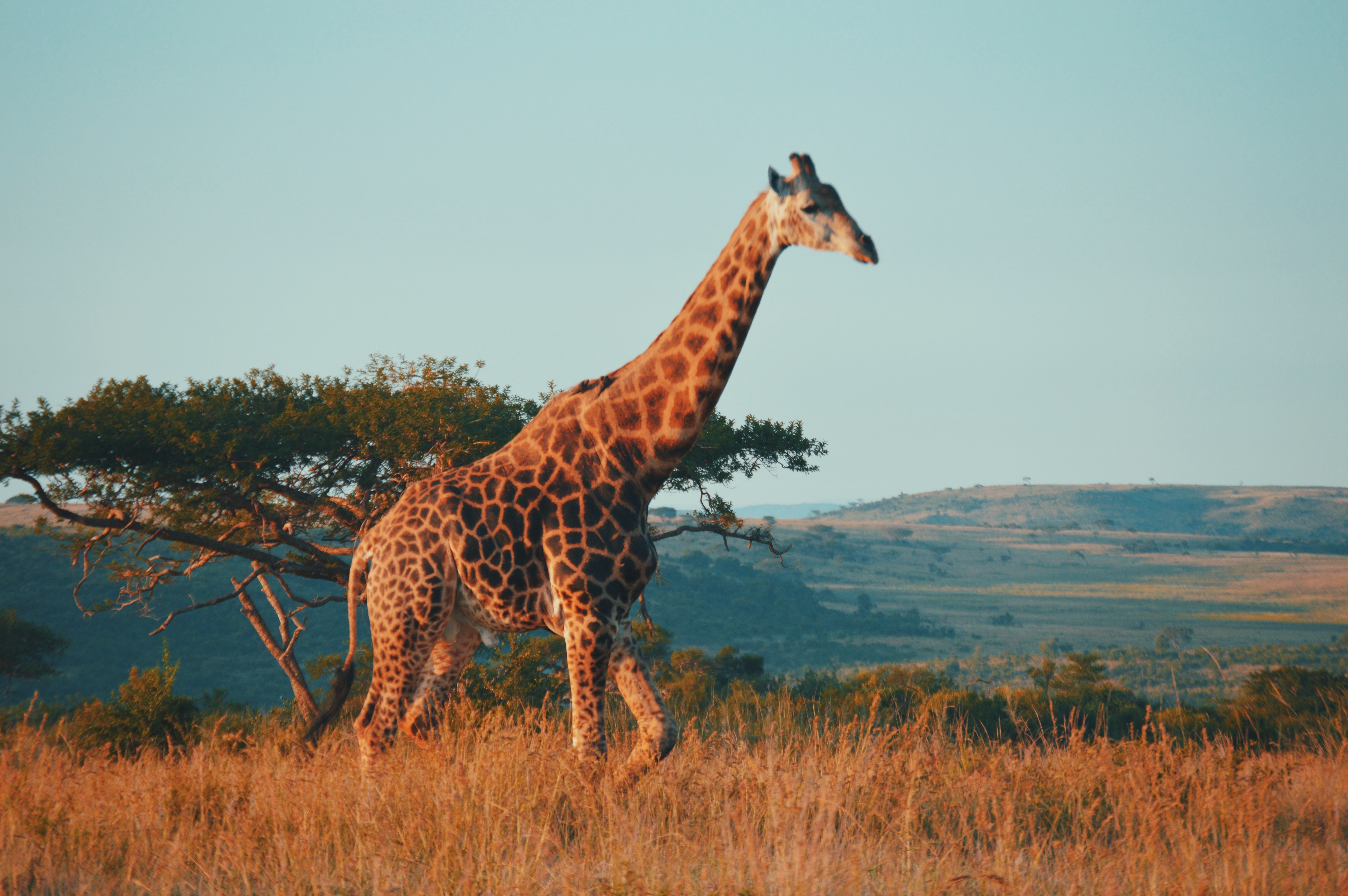 ¿Cómo es un día de Safari?