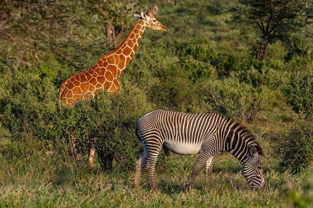 Safari de 3 dias en Madikwe con los Cinco Grandes – Aventura africana