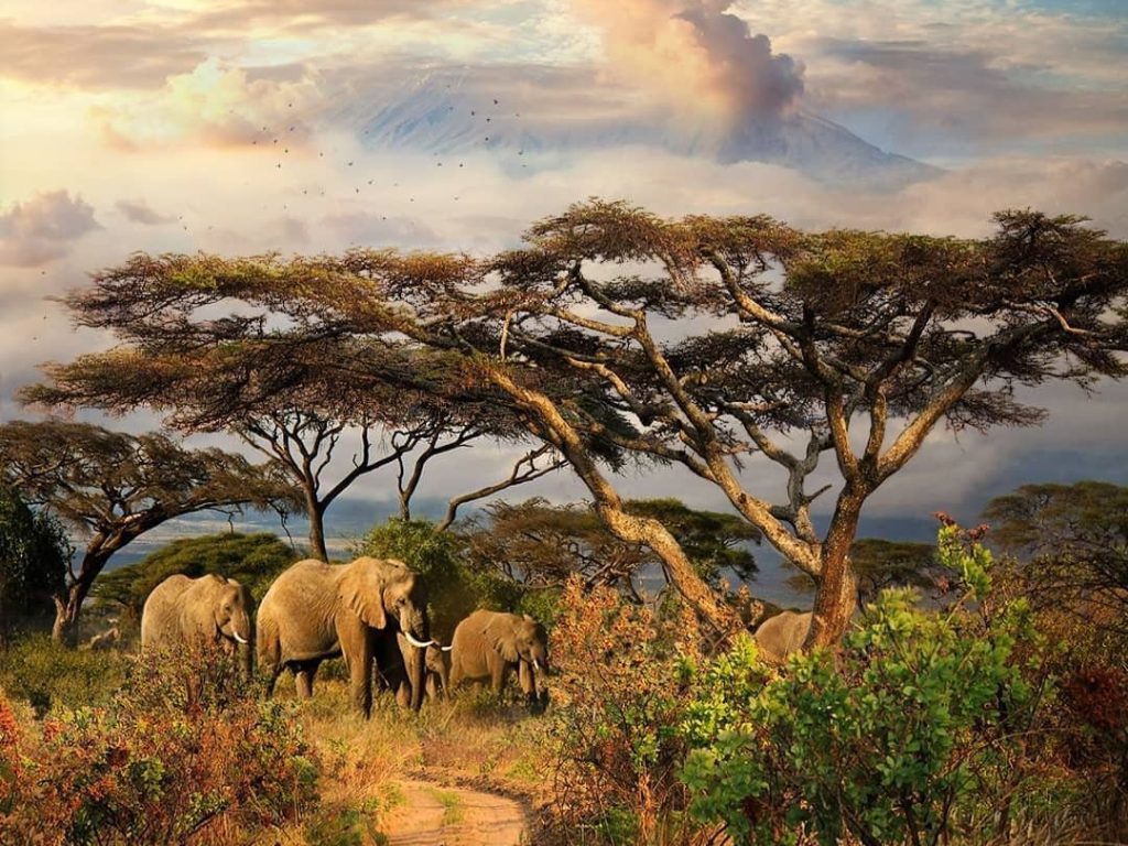 Saafri en África