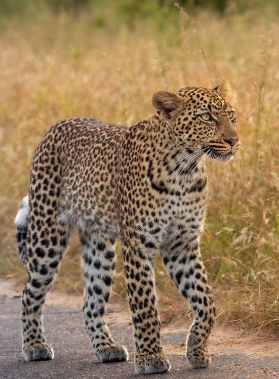 Cuándo viajar a Sudáfrica para safari: mejor época y consejos