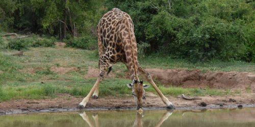 Safari de 7 días en coche y a pie por el Gran Kruger