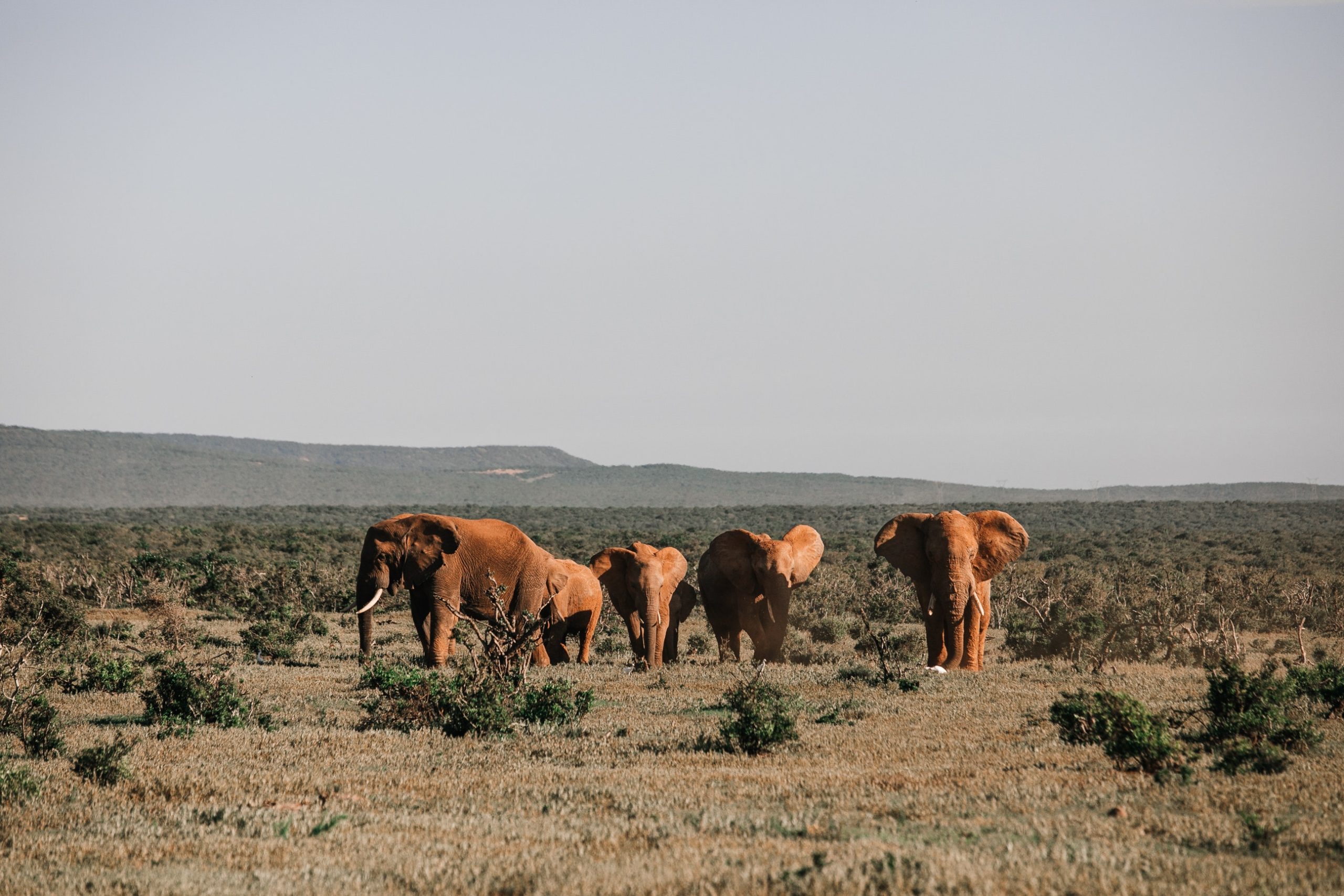 Nuestros Safaris