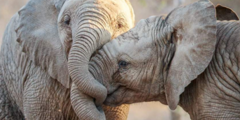 Safari Exclusivo de 2 Días en Kruger - Lodge de Lujo Big Five