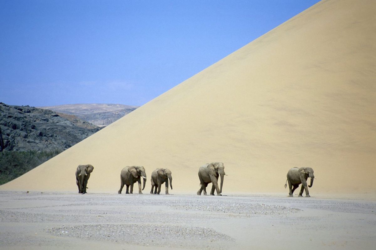 Safari en Namibia: La Guía Completa para Vivir una Aventura Inolvidable