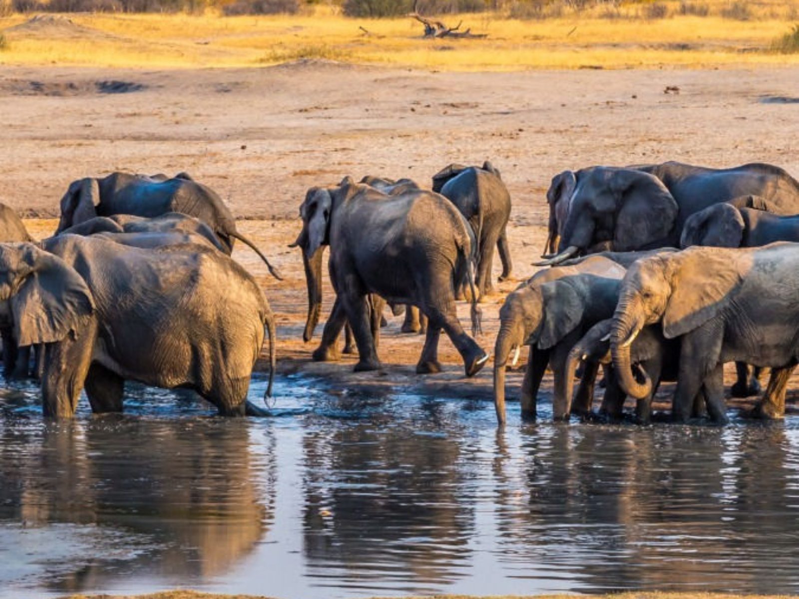 Guía completa del Parque Nacional Hwange: el safari más auténtico de Zimbabue