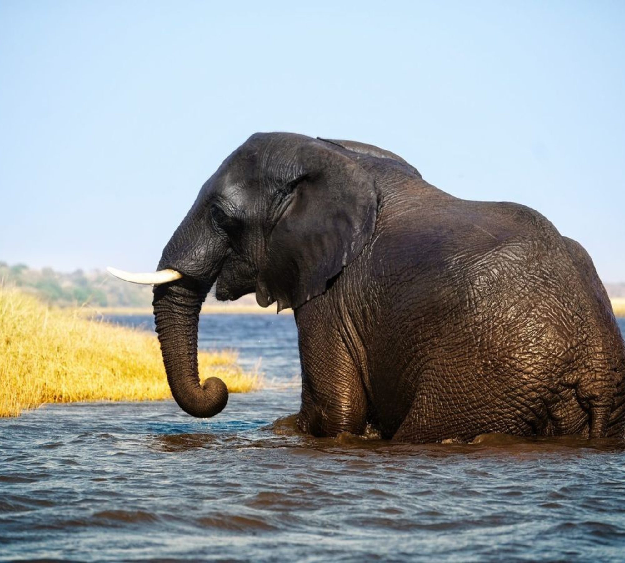 Safari en Chobe: mejor hora del día para ver elefantes
