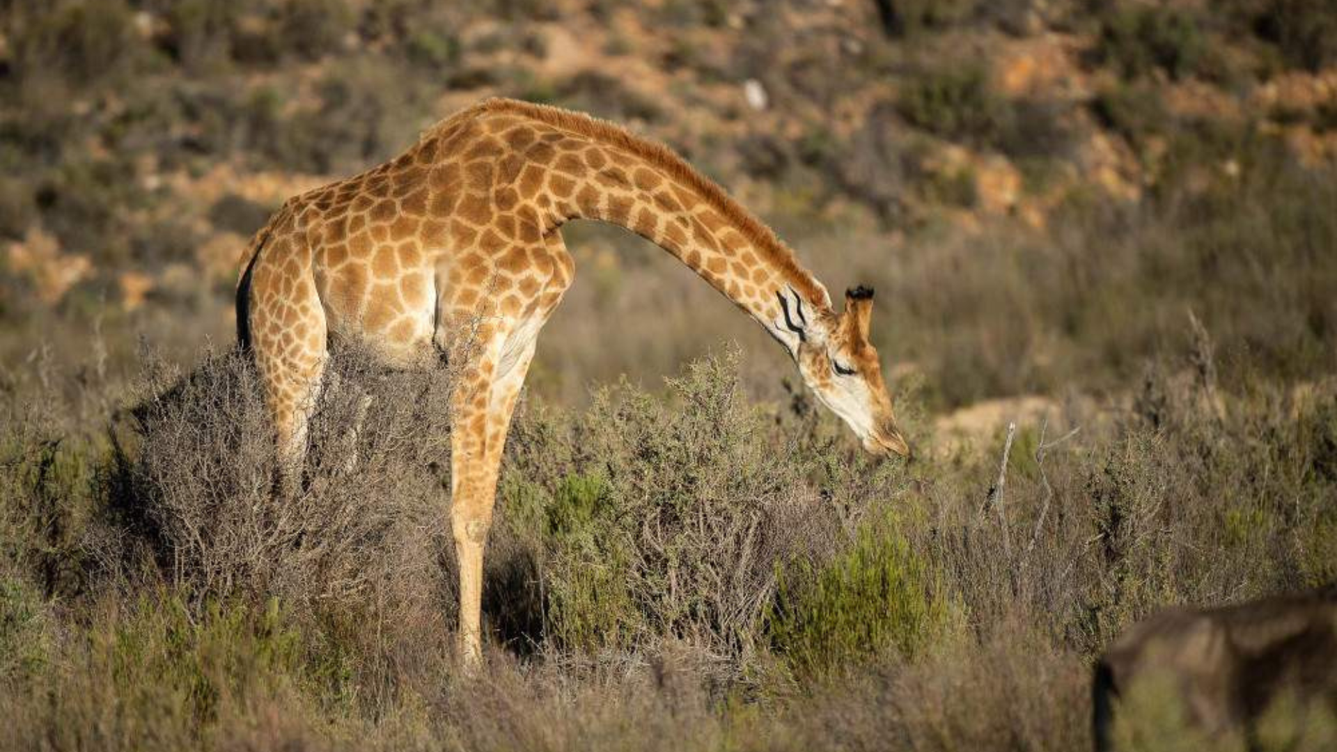 Viaje definitivo de safari y paisajes de 6 días por Ciudad del Cabo: imagen 3 de la experiencia