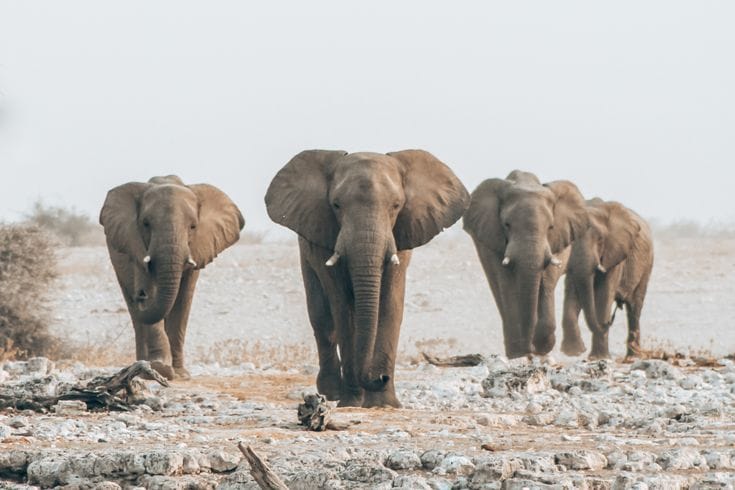 Tour de 10 días por el desierto, la vida silvestre y la cultura de Namibia: imagen 4 de la experiencia