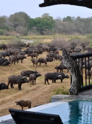 Safari de los Cinco Grandes en Sabi Sands en el Umkumbe Safari Lodge - 3 días