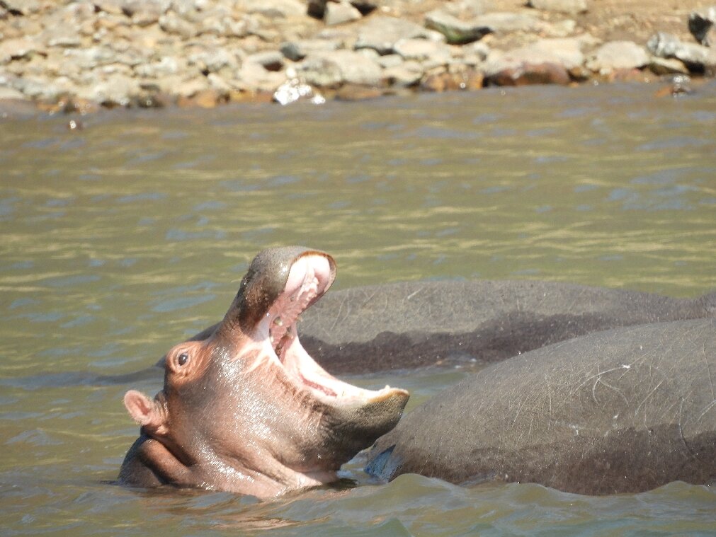 Hippo Yawning in Water