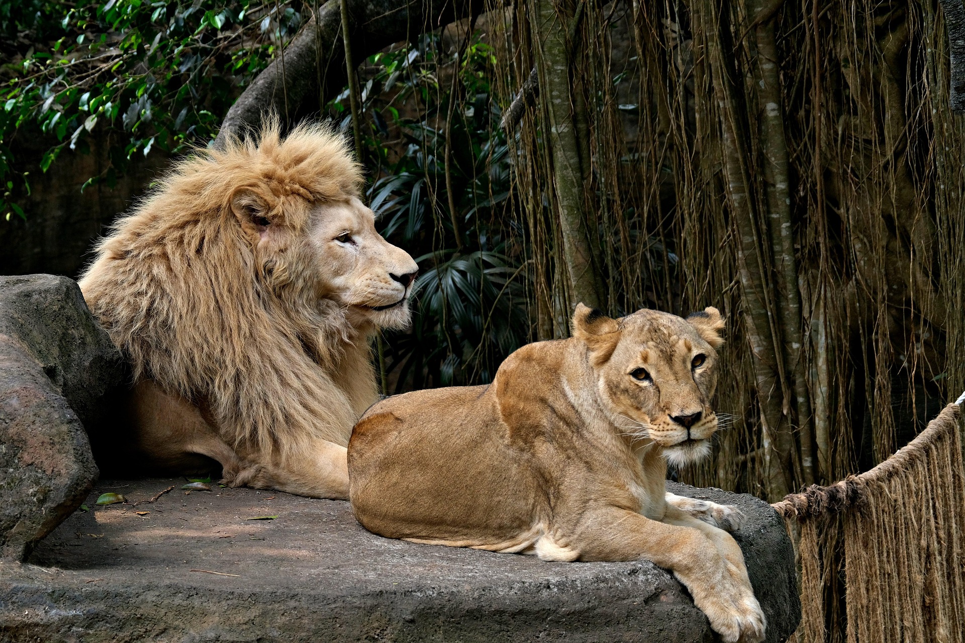 leones