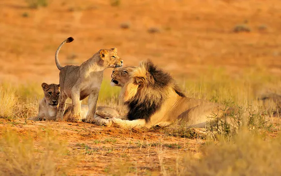 Precio de un safari en Tanzania con todo incluido: guía completa para organizar tu viaje