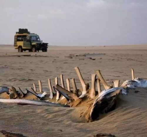 Safari en la Costa Esquelética: Explorando la rugosa costa de Namibia