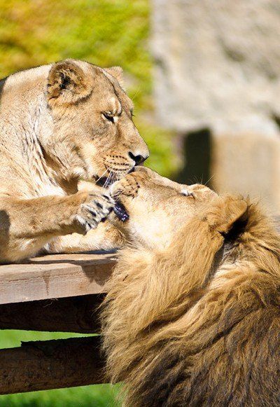 Safari de 4 dias – Kruger y la Ruta Panoramica